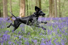 Pointer - German Shorthaired