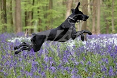 Pointer - German Shorthaired