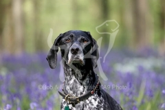 Pointer - German Shorthaired