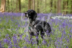 Pointer - German Shorthaired