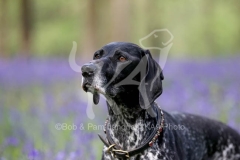 Pointer - German Shorthaired