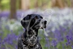 Pointer - German Shorthaired