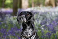 Pointer - German Shorthaired