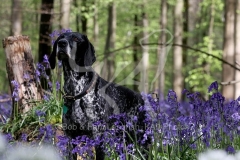 Pointer - German Shorthaired