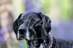 Pointer - German Shorthaired