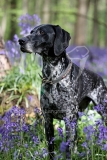 Pointer - German Shorthaired