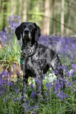 Pointer - German Shorthaired