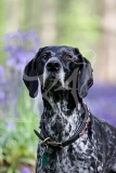 Pointer - German Shorthaired