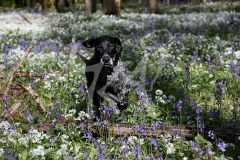 Pointer - German Shorthaired