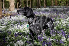 Pointer - German Shorthaired