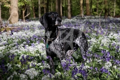 Pointer - German Shorthaired