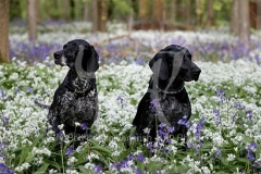 Pointer - German Shorthaired