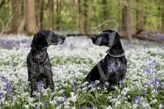 Pointer - German Shorthaired