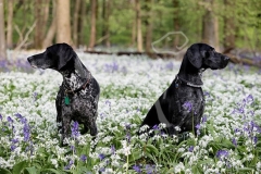Pointer - German Shorthaired