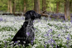 Pointer - German Shorthaired