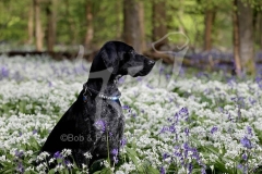 Pointer - German Shorthaired