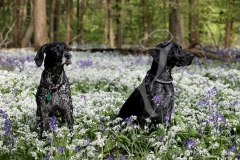 Pointer - German Shorthaired