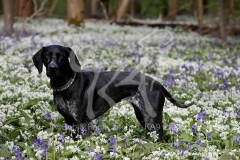 Pointer - German Shorthaired