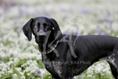 Pointer - German Shorthaired