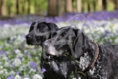 Pointer - German Shorthaired