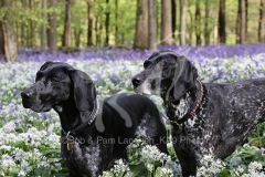 Pointer - German Shorthaired