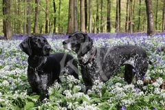 Pointer - German Shorthaired