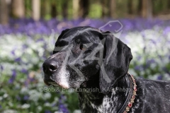 Pointer - German Shorthaired