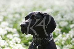 Pointer - German Shorthaired