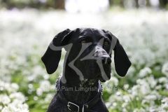Pointer - German Shorthaired