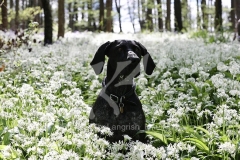 Pointer - German Shorthaired