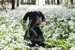Pointer - German Shorthaired