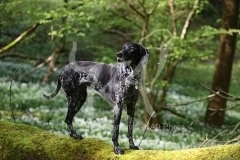 Pointer - German Shorthaired