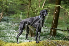Pointer - German Shorthaired