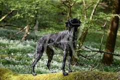 Pointer - German Shorthaired