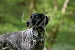 Pointer - German Shorthaired