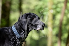 Pointer - German Shorthaired
