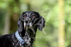 Pointer - German Shorthaired