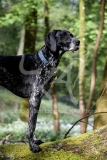 Pointer - German Shorthaired