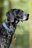Pointer - German Shorthaired