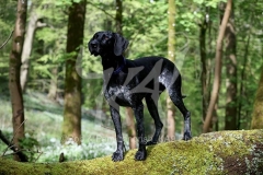 Pointer - German Shorthaired