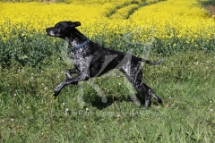 Pointer - German Shorthaired