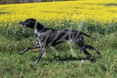 Pointer - German Shorthaired