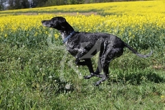 Pointer - German Shorthaired