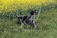 Pointer - German Shorthaired