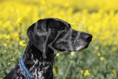 Pointer - German Shorthaired