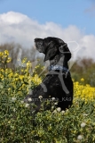 Pointer - German Shorthaired