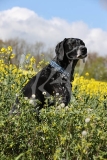Pointer - German Shorthaired