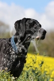 Pointer - German Shorthaired