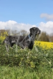 Pointer - German Shorthaired
