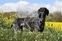 Pointer - German Shorthaired